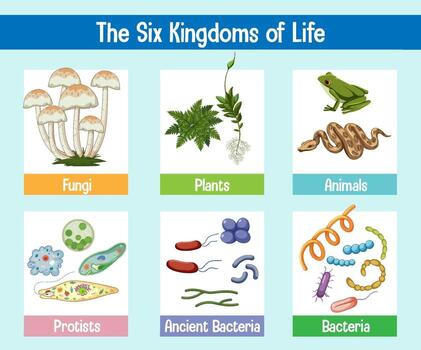 cartel de ciencia de los seis reinos de la vida vector