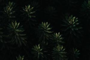 un primer plano de una planta verde oscuro repetitiva super texturizada