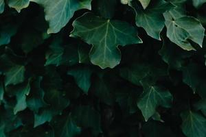 A background of dark green leaves with texture and copy space photo
