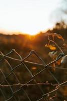 A moody shot of a fence with an out of focus background during the sunset photo