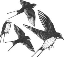 Swallows vector hand drawing