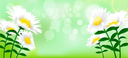 Beautiful Daisy Flower Background vector