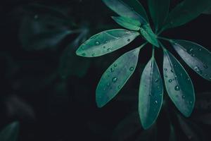 Close-up green leaf background photo