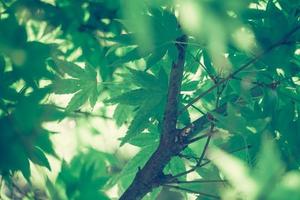 Selective focus of beautiful green nature leaf frame photo