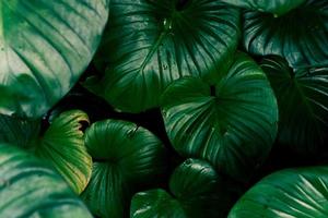 Selective focus of tropical leaf background photo