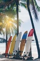 Muchas tablas de surf junto a los cocoteros en la playa de verano con la luz del sol y el cielo azul foto