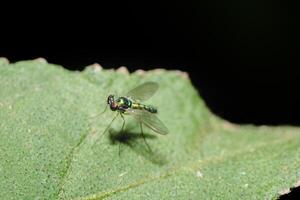 Long legged flies photo