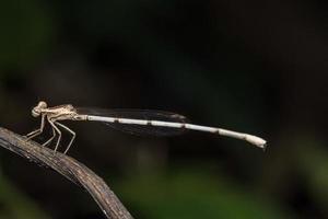 Dragonfly insect macro photo