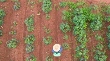 vista aérea superior de los agricultores que trabajan en la finca de yuca foto