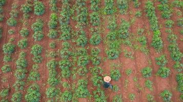 Aerial top view of farmers working on cassava farm photo