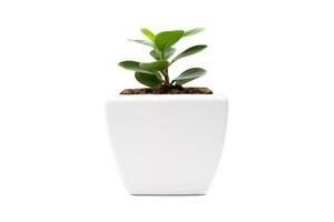 Ficus annulate in a pot photo