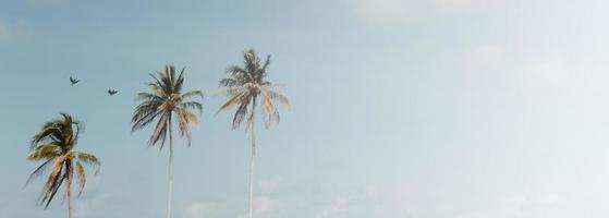 Minimal tropical coconut palm trees in summer with sky background