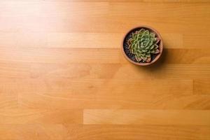 Succulent in a pot on a wooden table photo