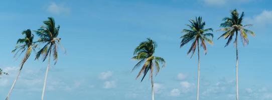 Minimal tropical coconut palm trees in summer with sky background photo