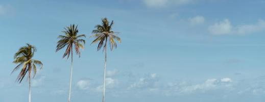 Minimal tropical coconut palm trees in summer with sky background photo