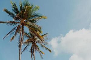 Minimal tropical coconut palm trees in summer with sky background
