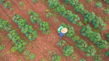 Aerial top view of farmers working on cassava farm photo