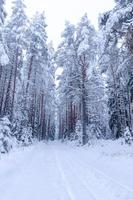 Snow covered trees in winter forest