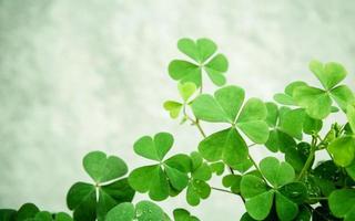 Bunch of green clovers photo