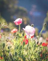 Colorful poppy field photo