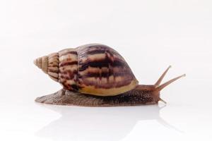 Caracol de jardín aislado sobre fondo blanco con reflexión foto