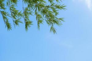Fondo de verano de hojas de bambú con un cielo azul foto