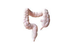 Anatomical model of human large intestines isolated on a white background photo