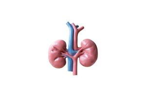 Anatomical model of human kidneys isolated on a white background photo