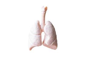 Anatomical model of human lungs isolated on a white background photo
