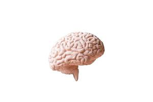 Modelo anatómico de un cerebro humano aislado sobre un fondo blanco. foto