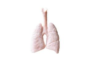 Anatomical model of human lungs isolated on a white background photo