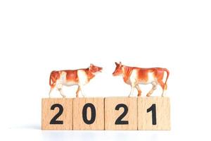 Tiny ox and wooden blocks with numbers 2021 isolated on a white background, a symbol of the year 2021 photo