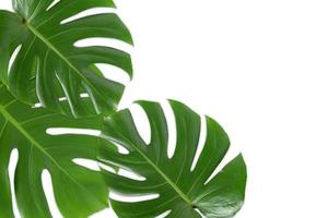 Monstera leaves on white background photo