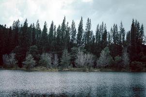 Lago y bosque de pinos en el parque público liwong, chana, songkhla, tailandia foto