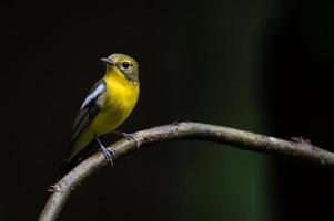 Pájaro papamoscas de respaldo verde en ramitas con fondo oscuro foto