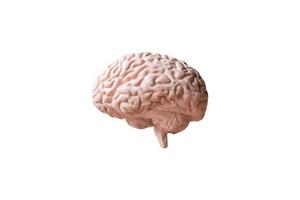 Modelo anatómico de un cerebro humano aislado sobre un fondo blanco. foto