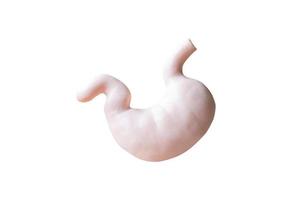 Anatomical model of a human stomach isolated on a white background