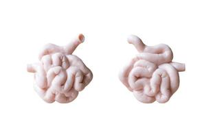 Human small intestines on a white background