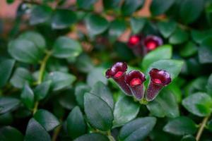 Aeschynanthus radicans on trees close-up photo