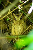 Owl on branch of tree in forest photo