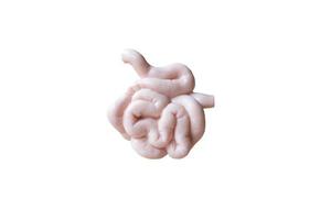 Human small intestines on a white background photo