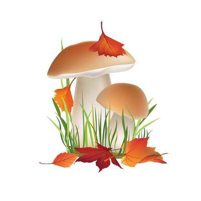 Mushroom Boletus in autumnal forest. Floral autumn leaves decor. Nature fall background. Food vegan ingredient