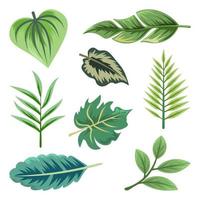 Collection of beautiful tropical leaves isolated on white background. vector