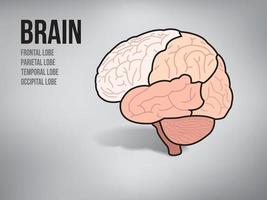 Brain of human on illustration graphic vector