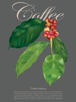 Coffee Plant on illustration graphic vector