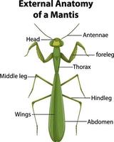 Anatomía externa de una mantis sobre fondo blanco. vector