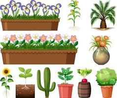 Set of different plants in pots isolated on white background vector