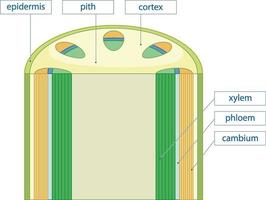 Diagram showing vascular tissue system in plants vector