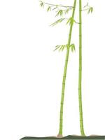 Bamboo Tree on illustration graphic vector