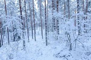 árboles cubiertos de nieve en el bosque de invierno foto